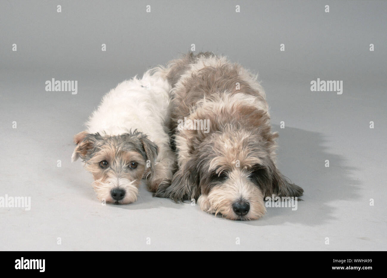 Parson Jack Russell Terrier / Petit Basset Griffon Vendeen Stock Photo