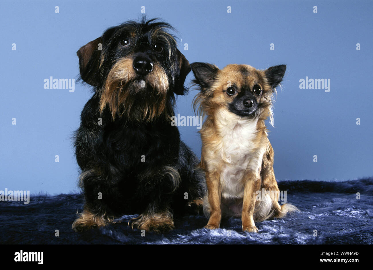 Dachshund and Chihuahua / Rauhaardackel und Chihuahua Stock Photo