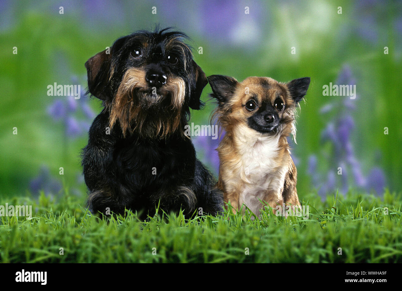 Wire-haired Dachshund and Chihuahua / Rauhaardackel und Chihuahua Stock Photo