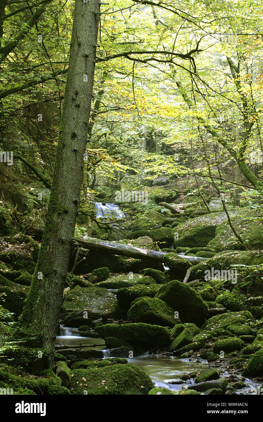 Monbachtal, Brook, Forest, Black Forest, Germany, Germany, Black Forest Stock Photo
