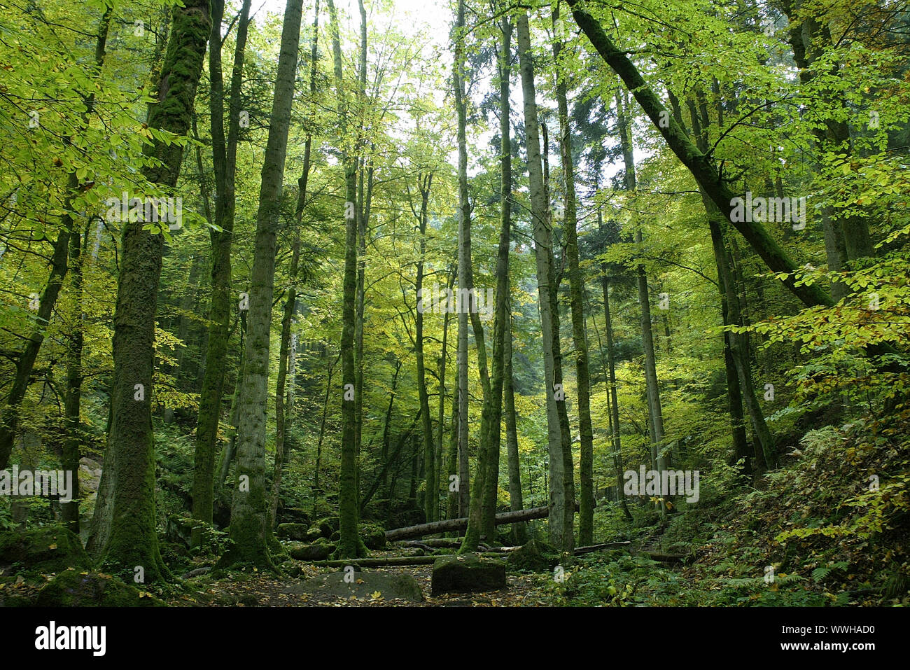 Monbachtal, Brook, Forest, Black Forest, Germany, Germany, Black Forest Stock Photo