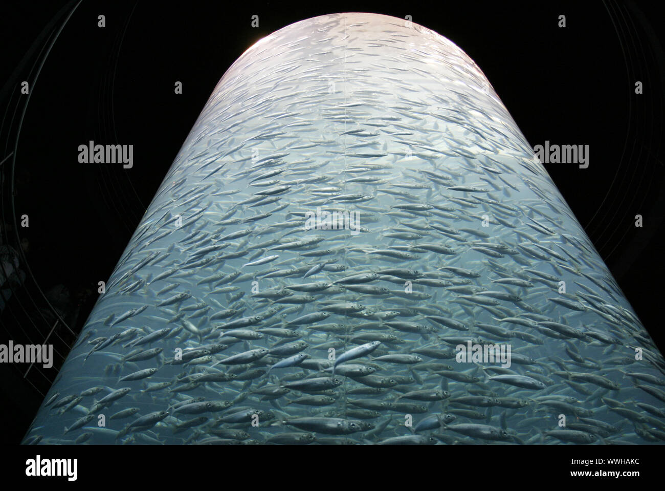 Tenerife underwater hires stock photography and images Alamy