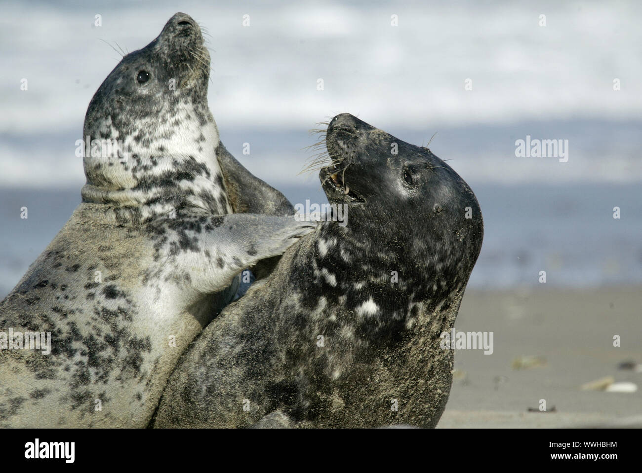 grey seal Stock Photo