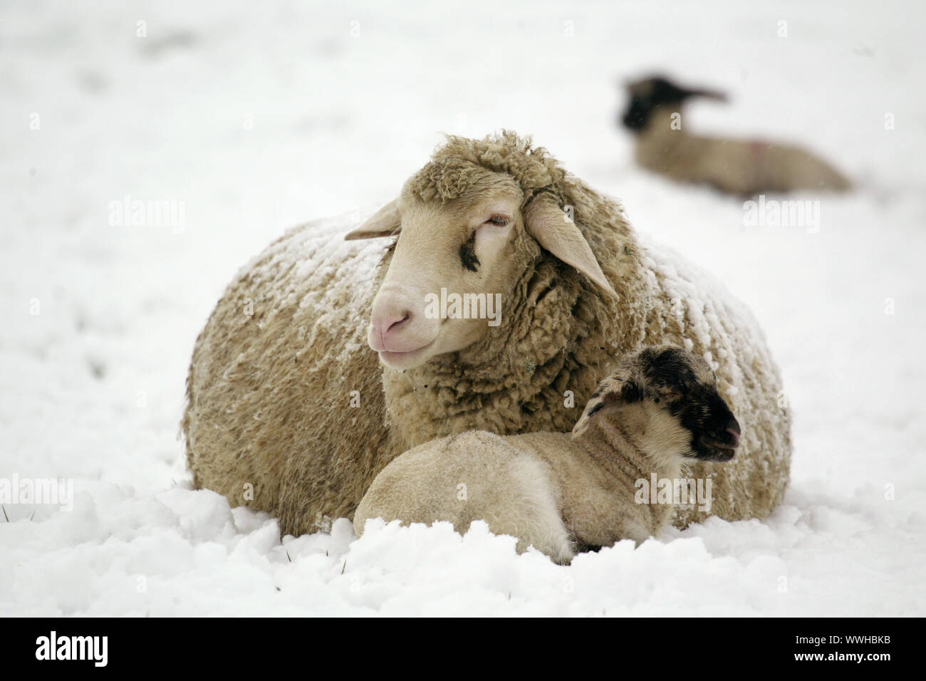 Landscape sheep / Merino Stock Photo