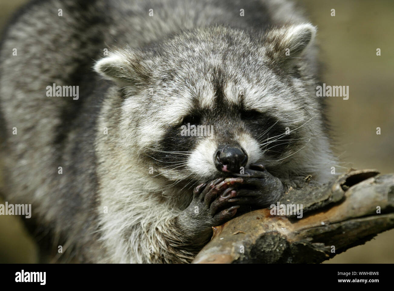 raccoon Stock Photo