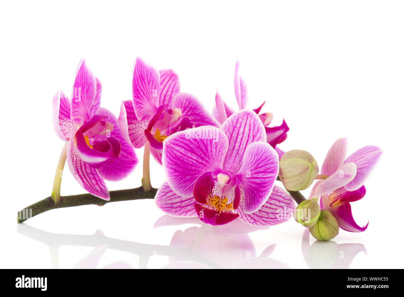 Pink Orchid branch with flowers and buds on white background Stock ...