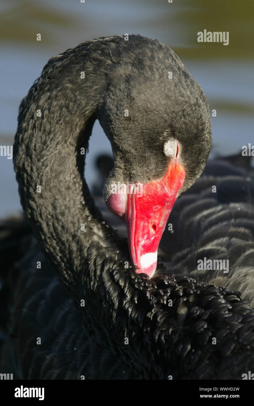 Black Swan, Black Swan, Funeral Swan, Cygnus atratus, Anas atrata, Black Swan Stock Photo