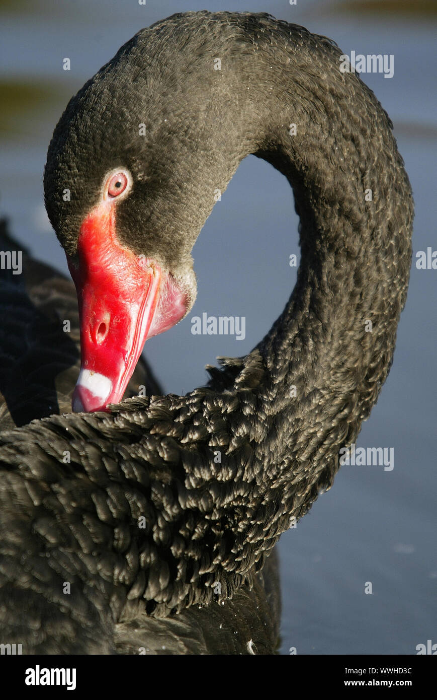 Black Swan, Black Swan, Funeral Swan, Cygnus atratus, Anas atrata, Black Swan Stock Photo