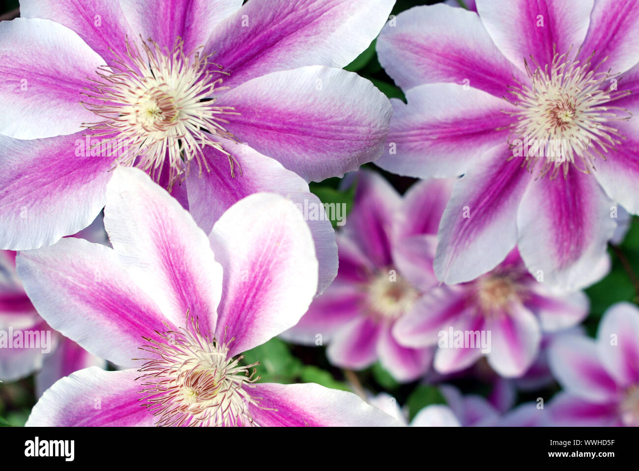 Clematis pink white Stock Photo