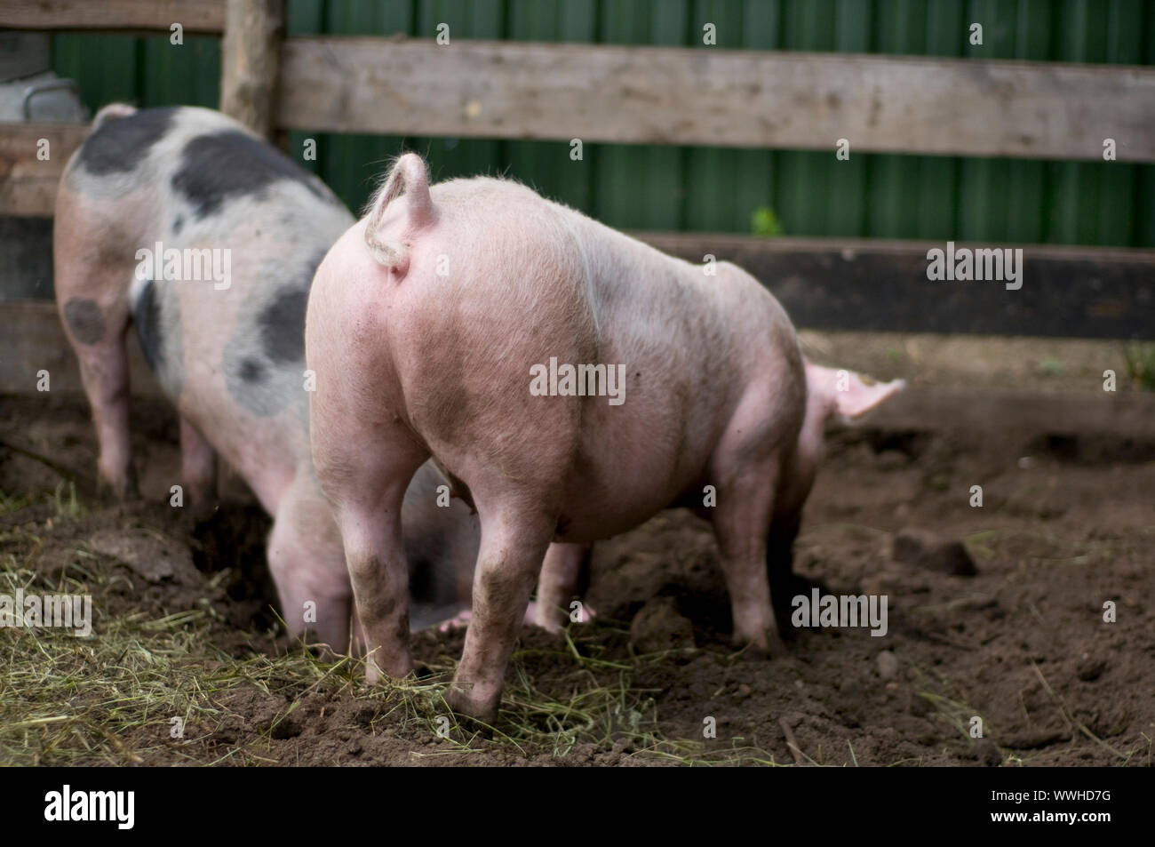 Drudging hi-res stock photography and images - Alamy