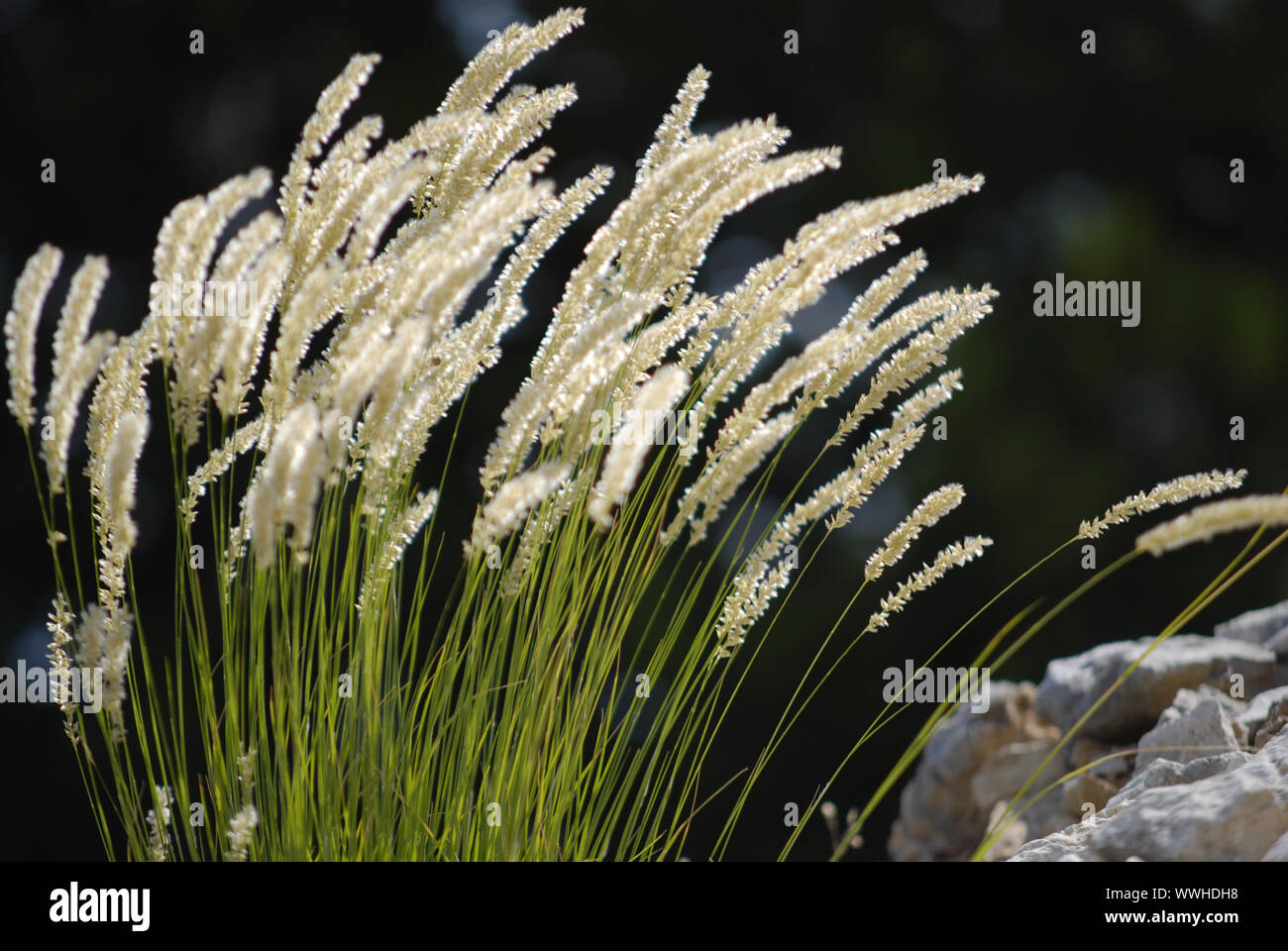 Foxtail grass in the back light Stock Photo
