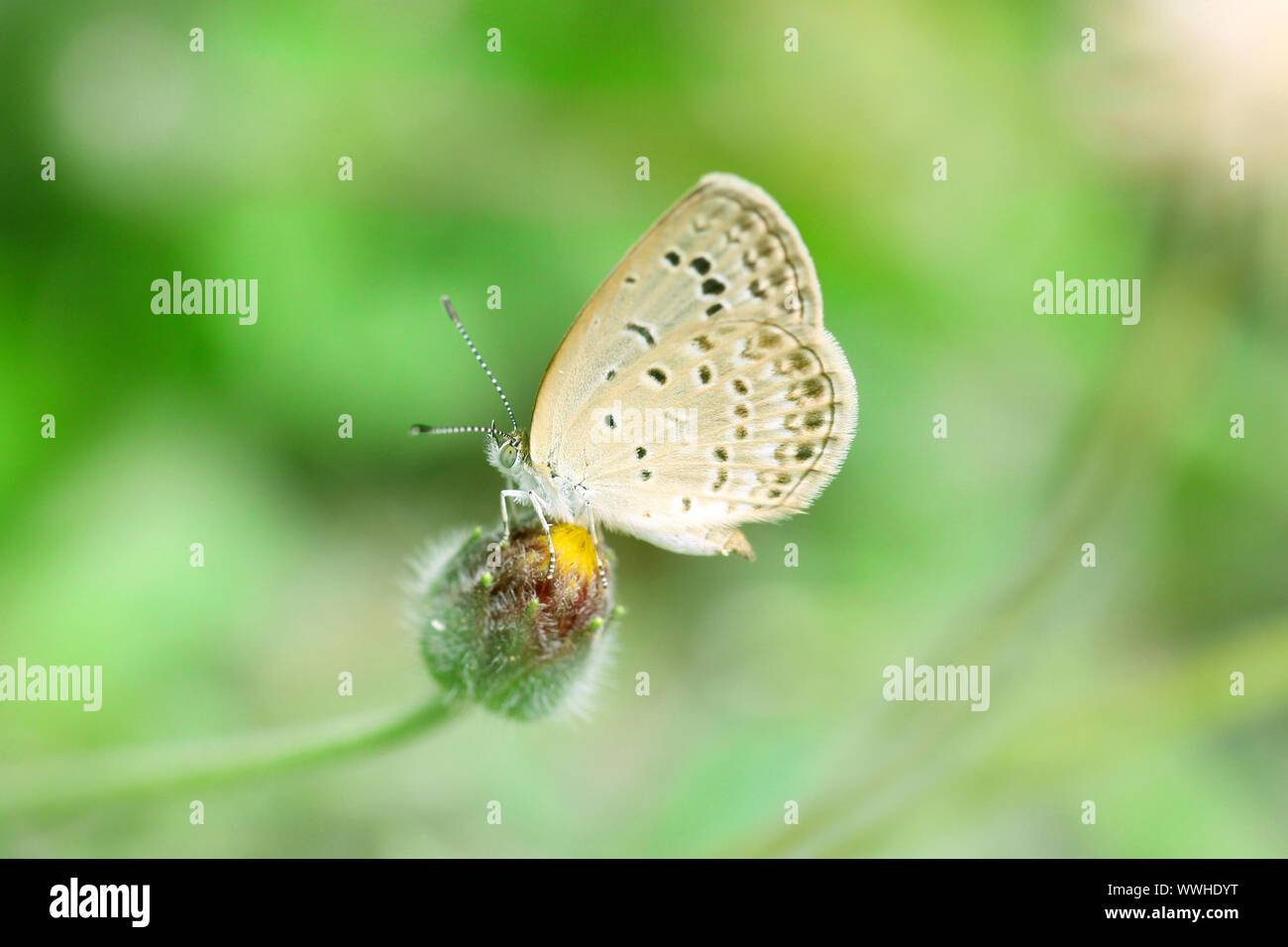 Butterfly on flower, close-up. Stock Photo