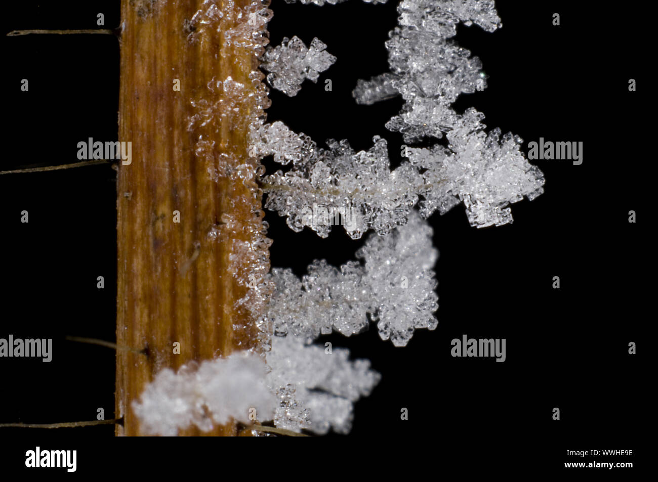 Ice crystals Stock Photo