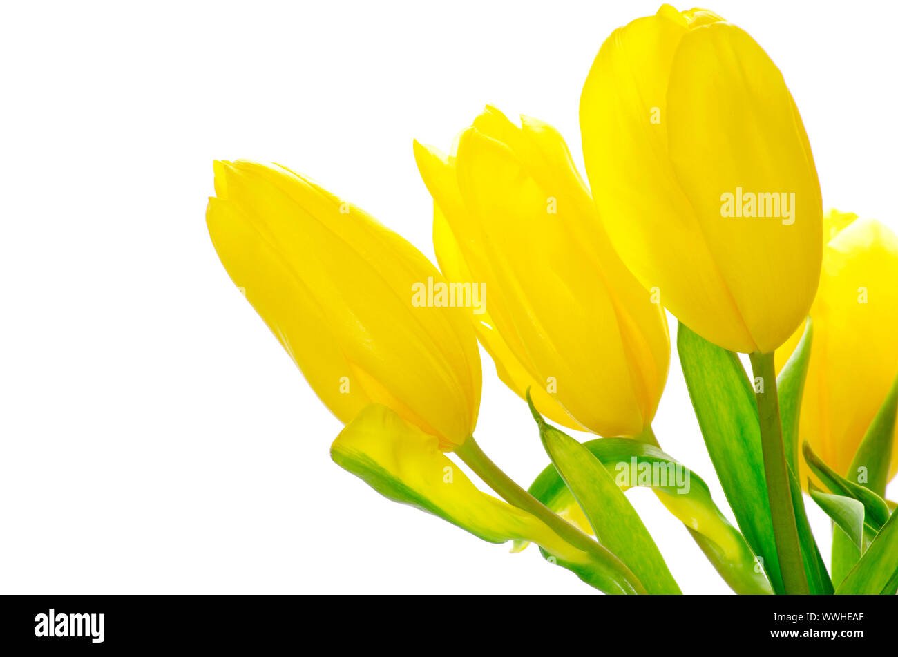 yellow tulips isolated on white background Stock Photo - Alamy