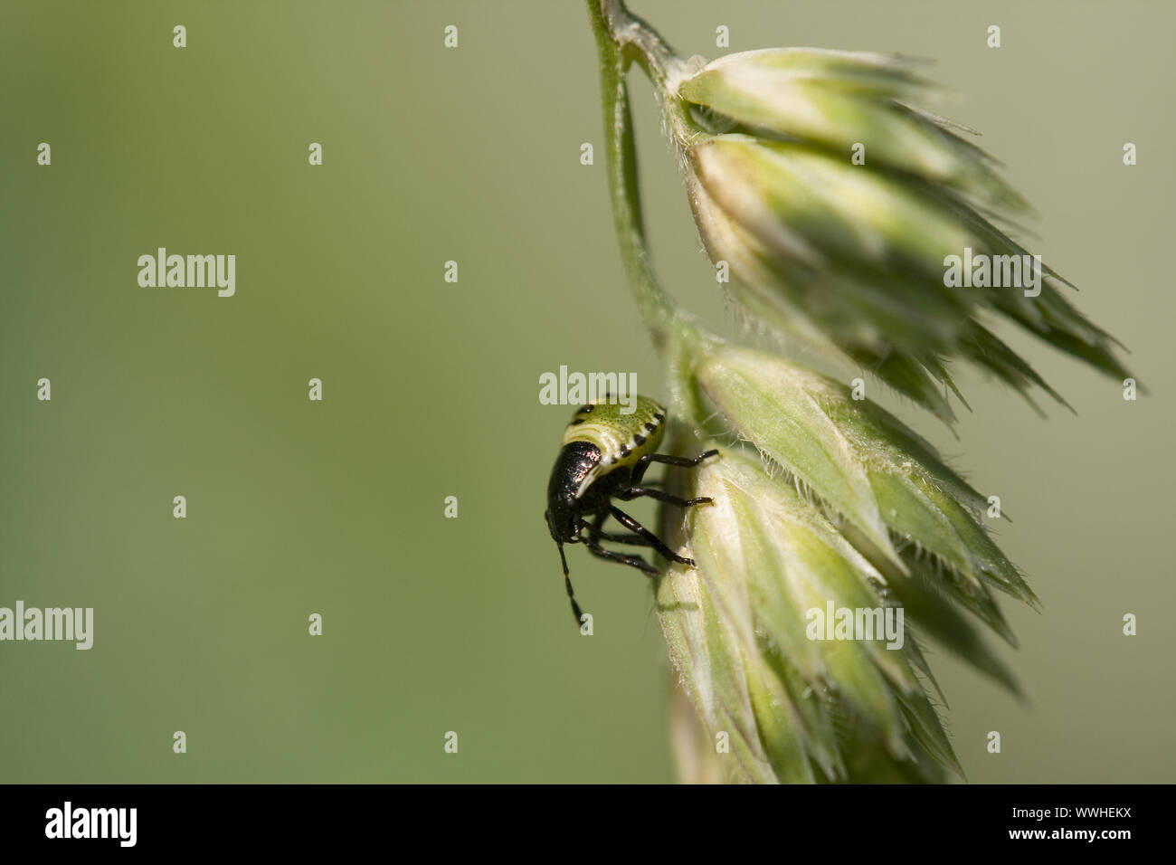 Green Insect Larvae Green larvae hi-res stock photography and images - Alamy