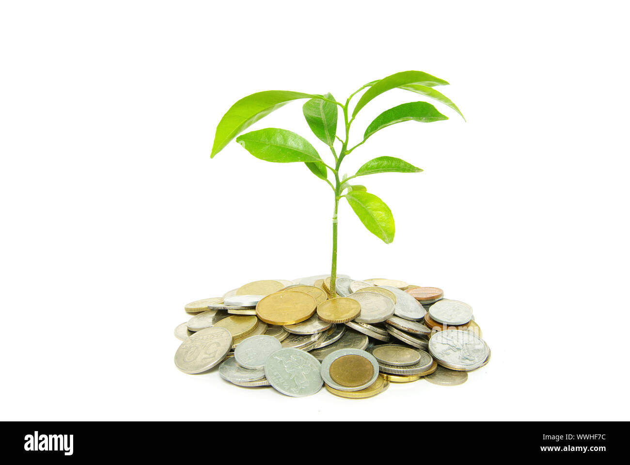 plant in coins isolated on white background Stock Photo - Alamy