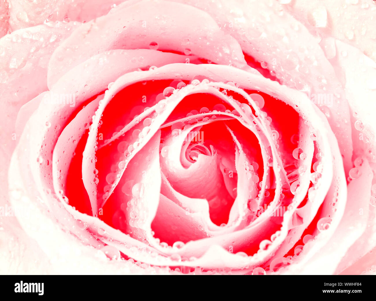 macro of white rose with water drops Stock Photo - Alamy