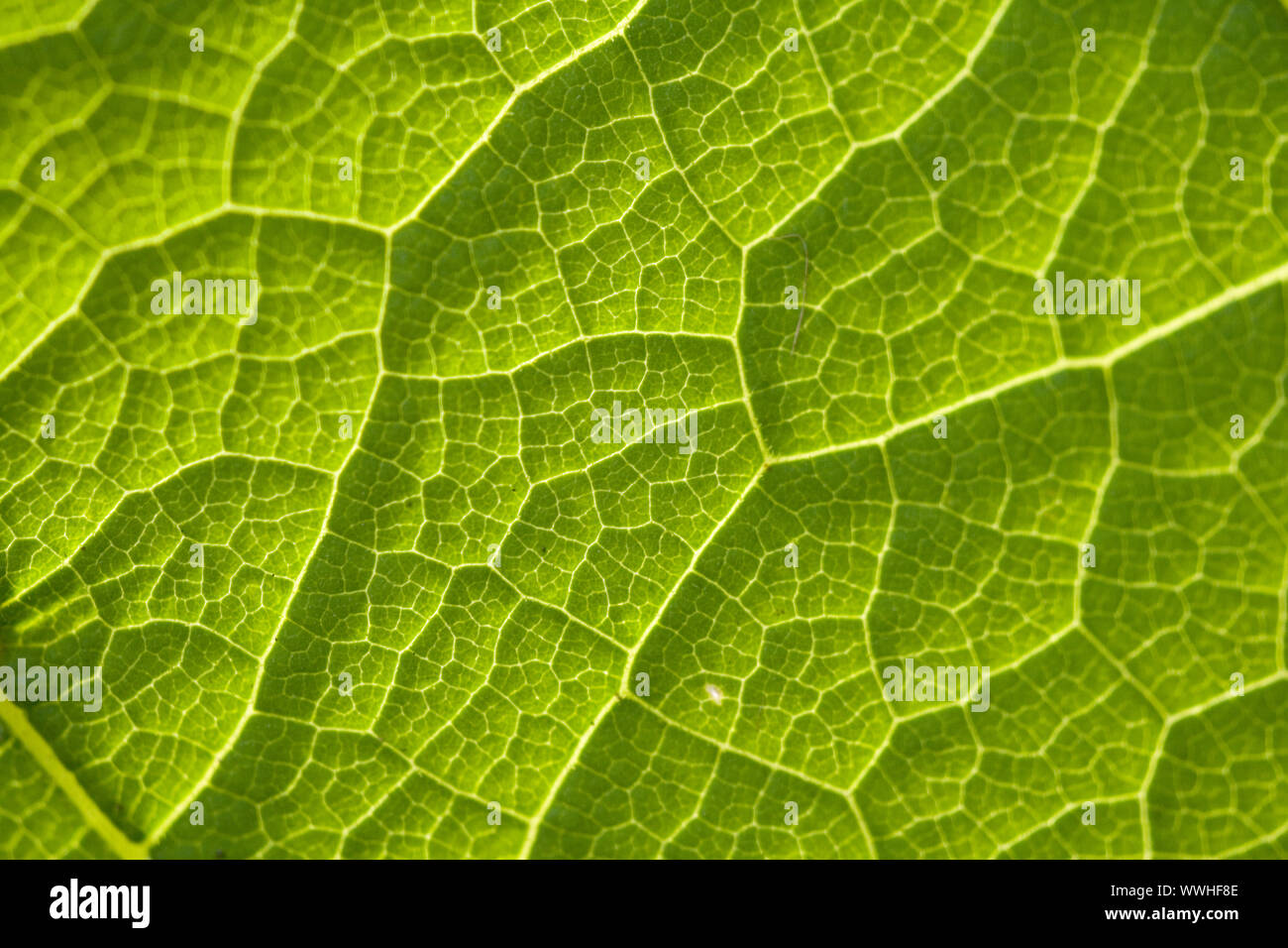 Sheet structures in backlighting Stock Photo