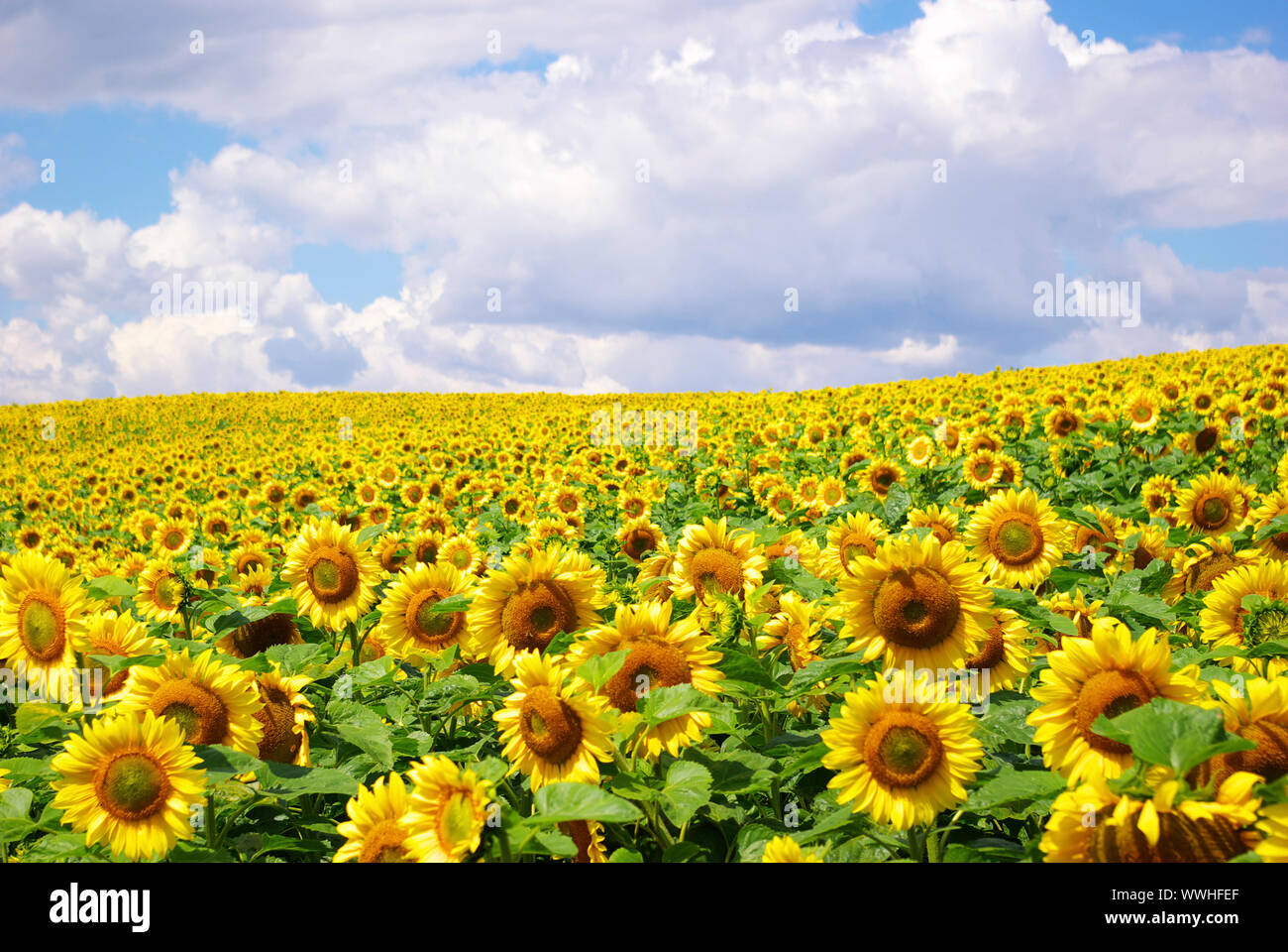 sunflower field over cloudy blue sky Stock Photo - Alamy