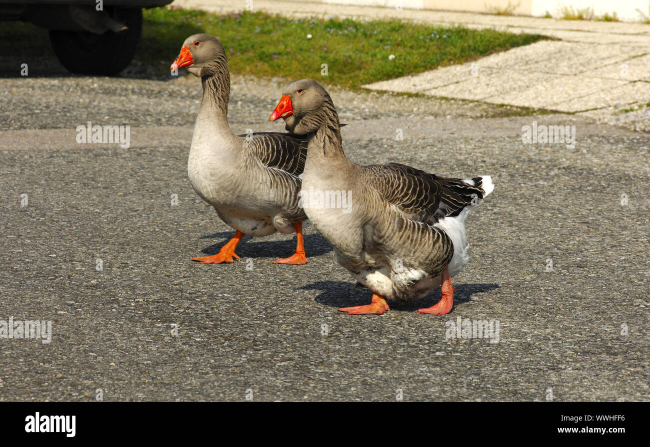 Toulouser geese with dewlap Stock Photo