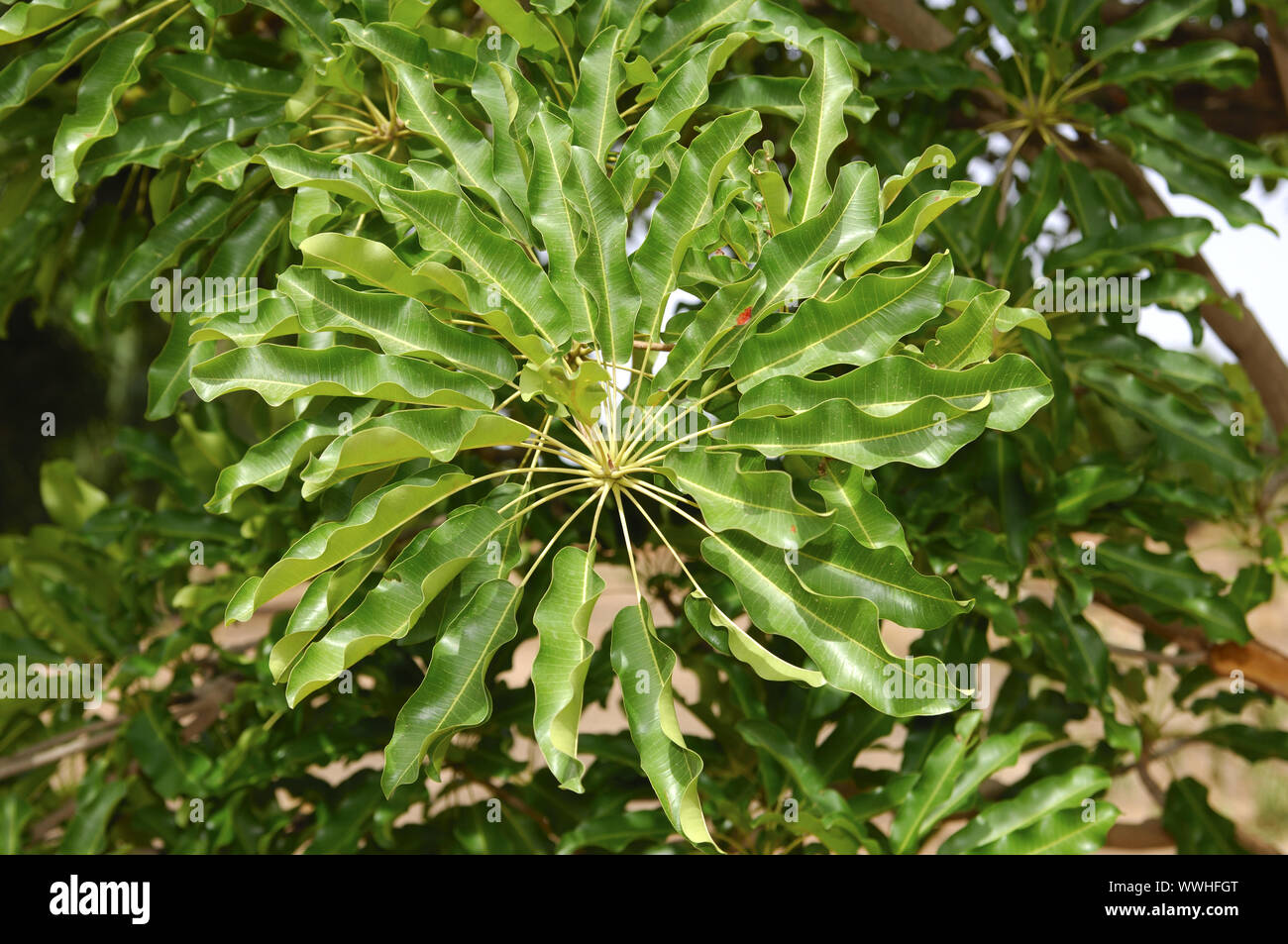 Karitébaum/ Shea butter tree Stock Photo Alamy
