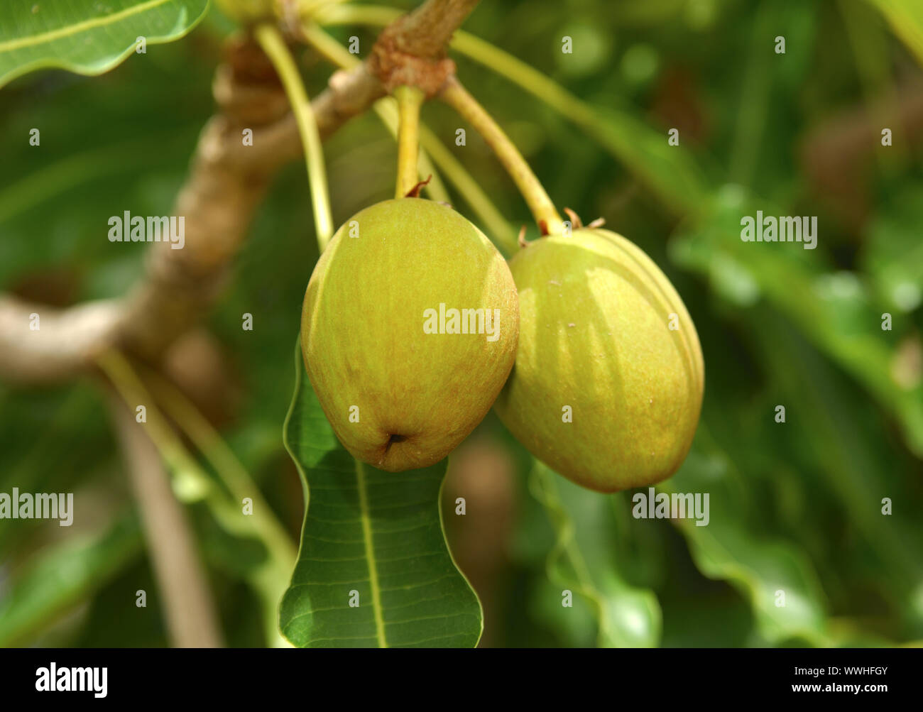 Fruits of the Karité tree / Shea butter tree Stock Photo Alamy