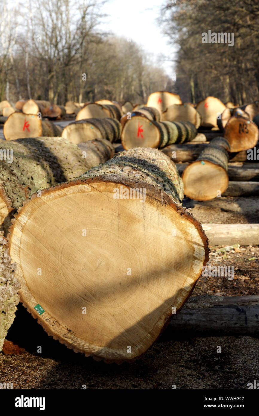 valuable-timber-store-stock-photo-alamy