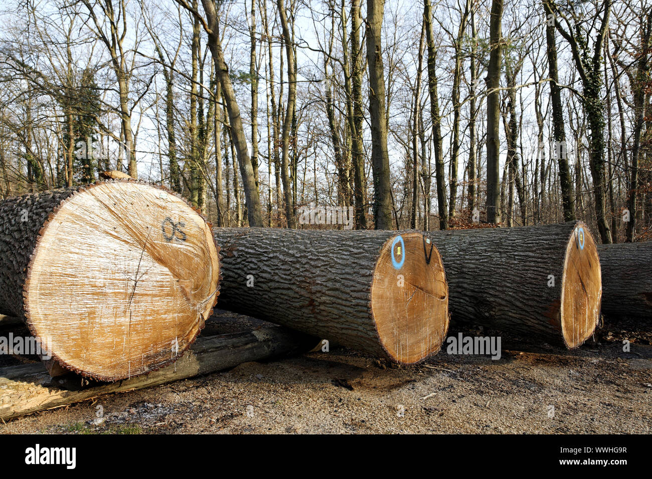 valuable timber store Stock Photo Alamy