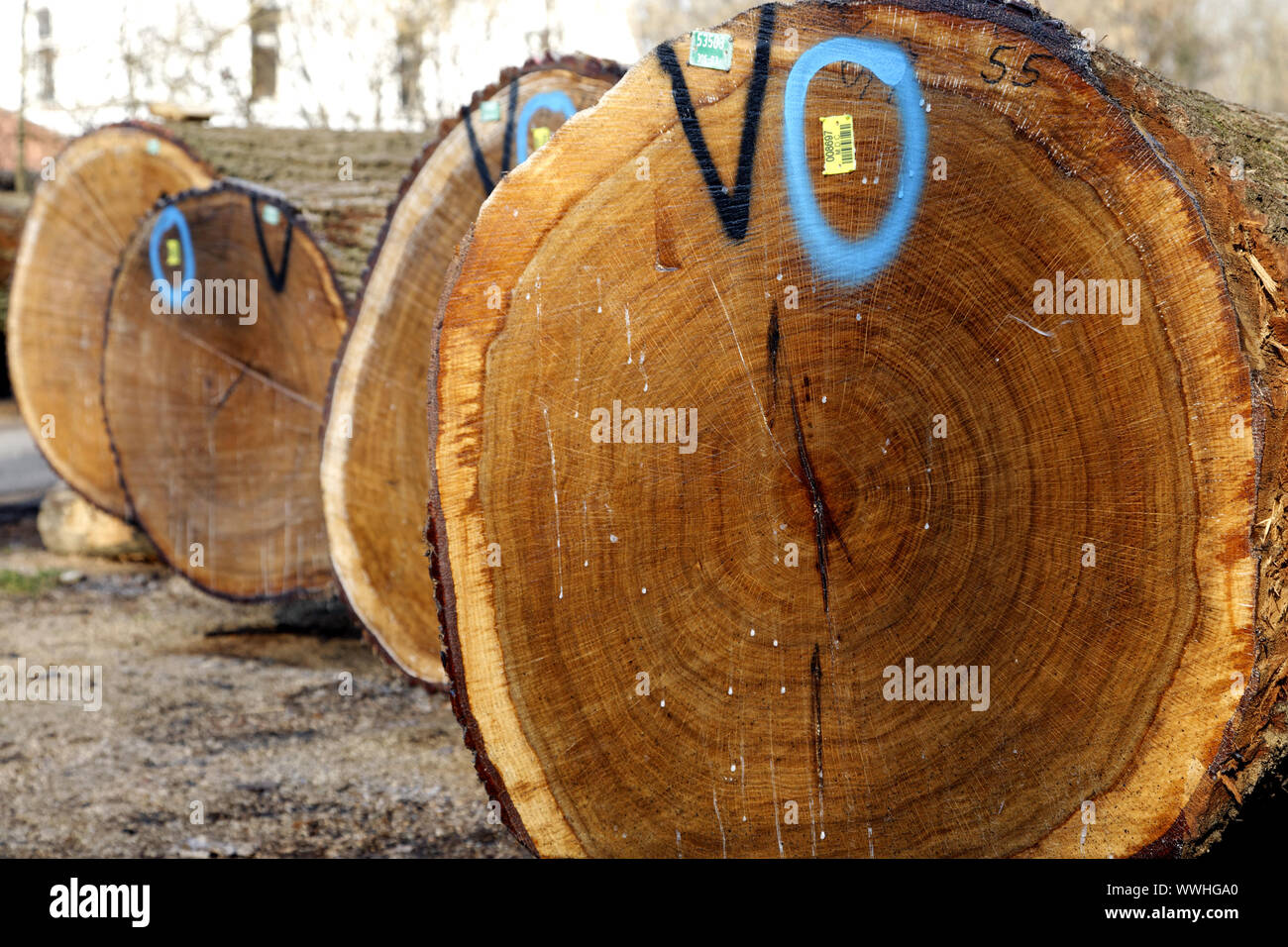 valuable timber store Stock Photo Alamy