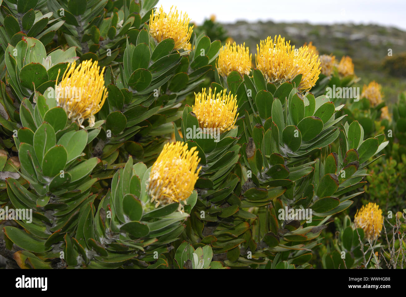 Sugar bush in bloom, Protea Stock Photo