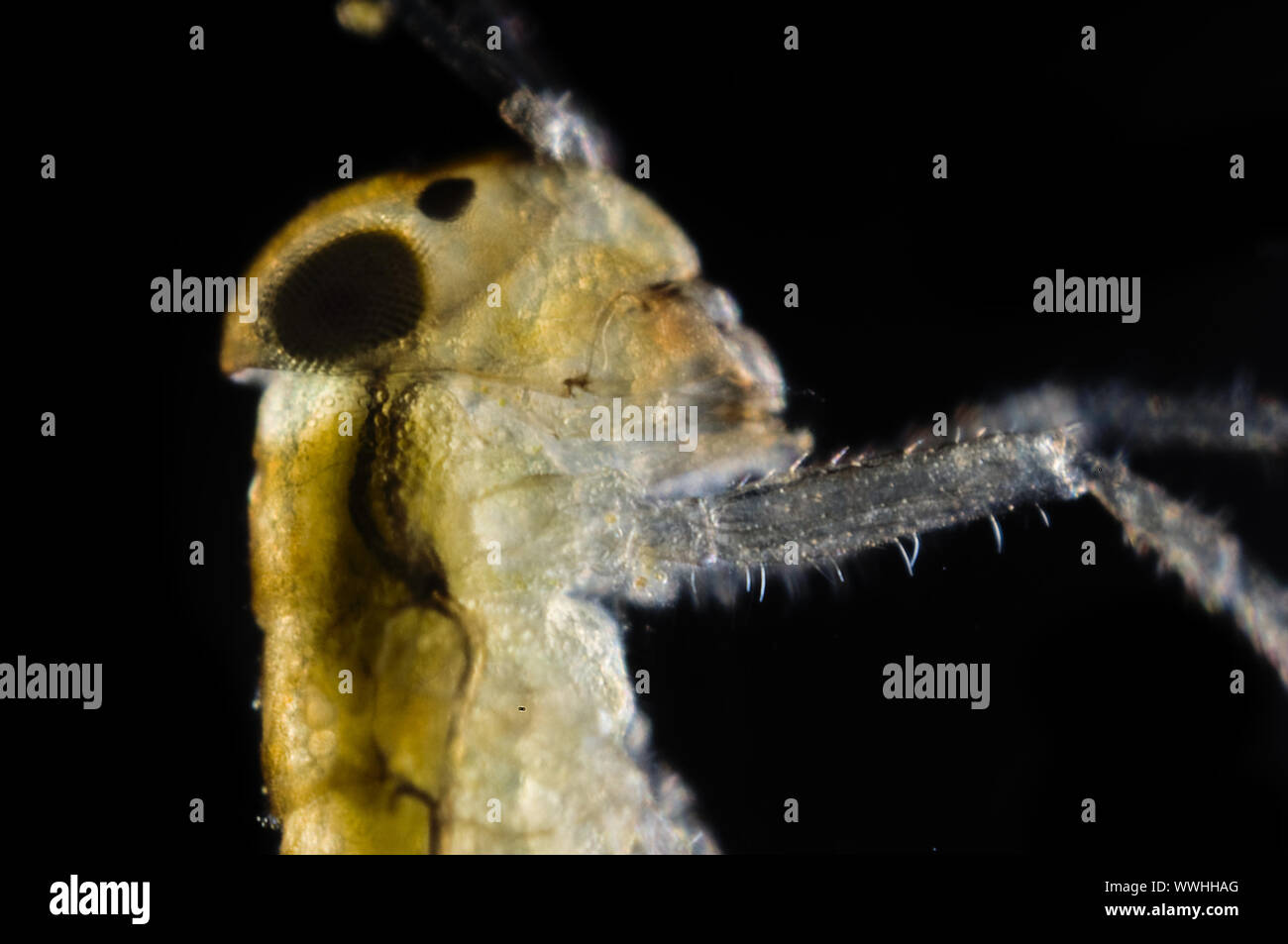 dragonfly larvae Stock Photo