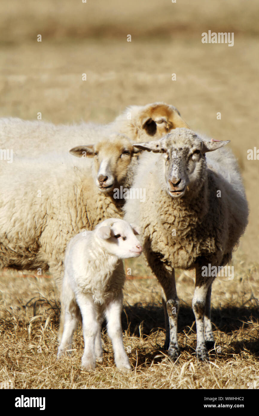 Sheep family Stock Photo