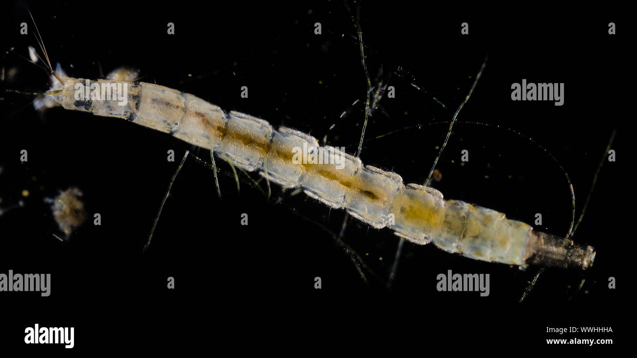 older stage of mosquito larvae Stock Photo