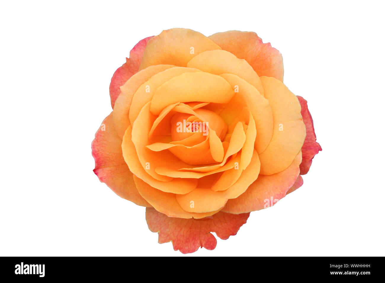 Beautiful isolated orange and pink rose blossom Stock Photo