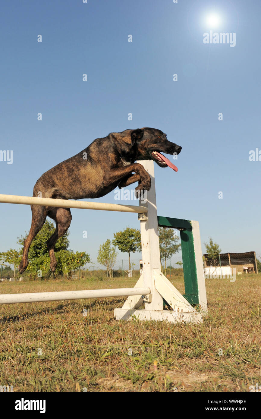 malinois agility training