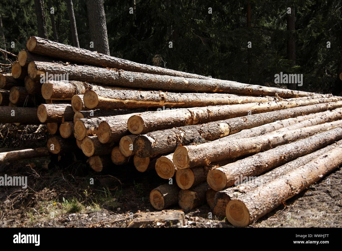 wood felling Stock Photo