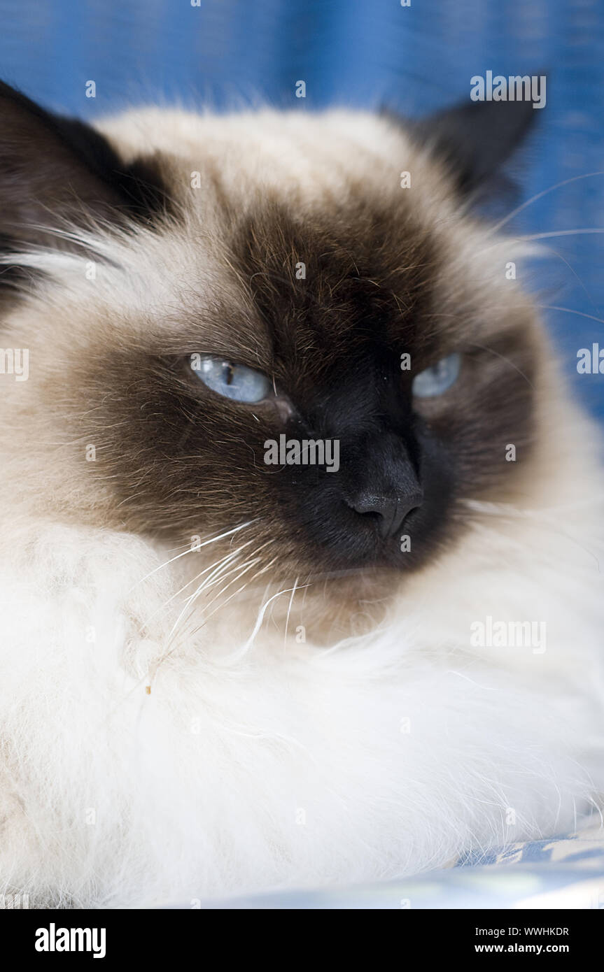 Siberian Forest Cat Stock Photo