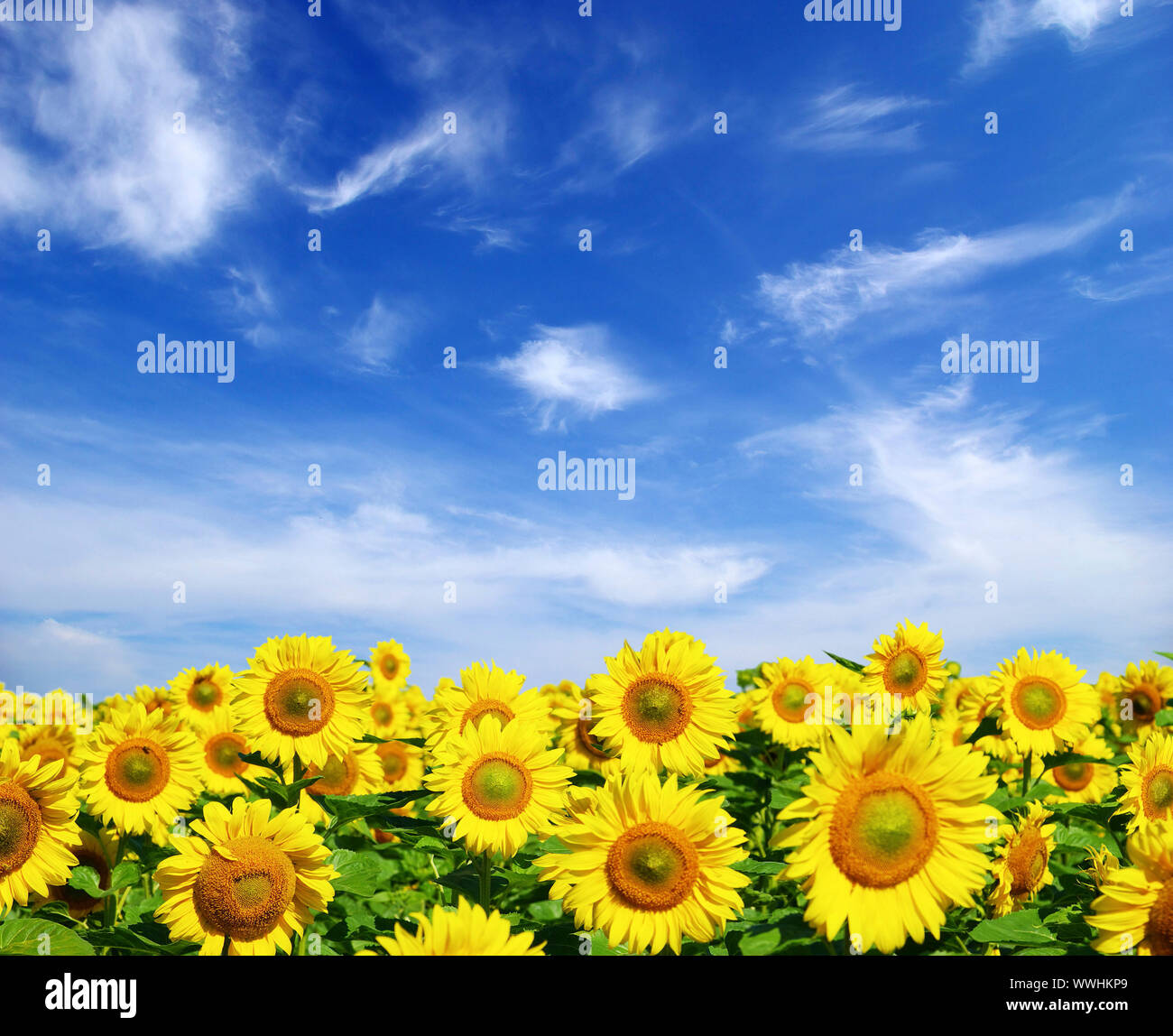 sunflower field over cloudy blue sky Stock Photo - Alamy
