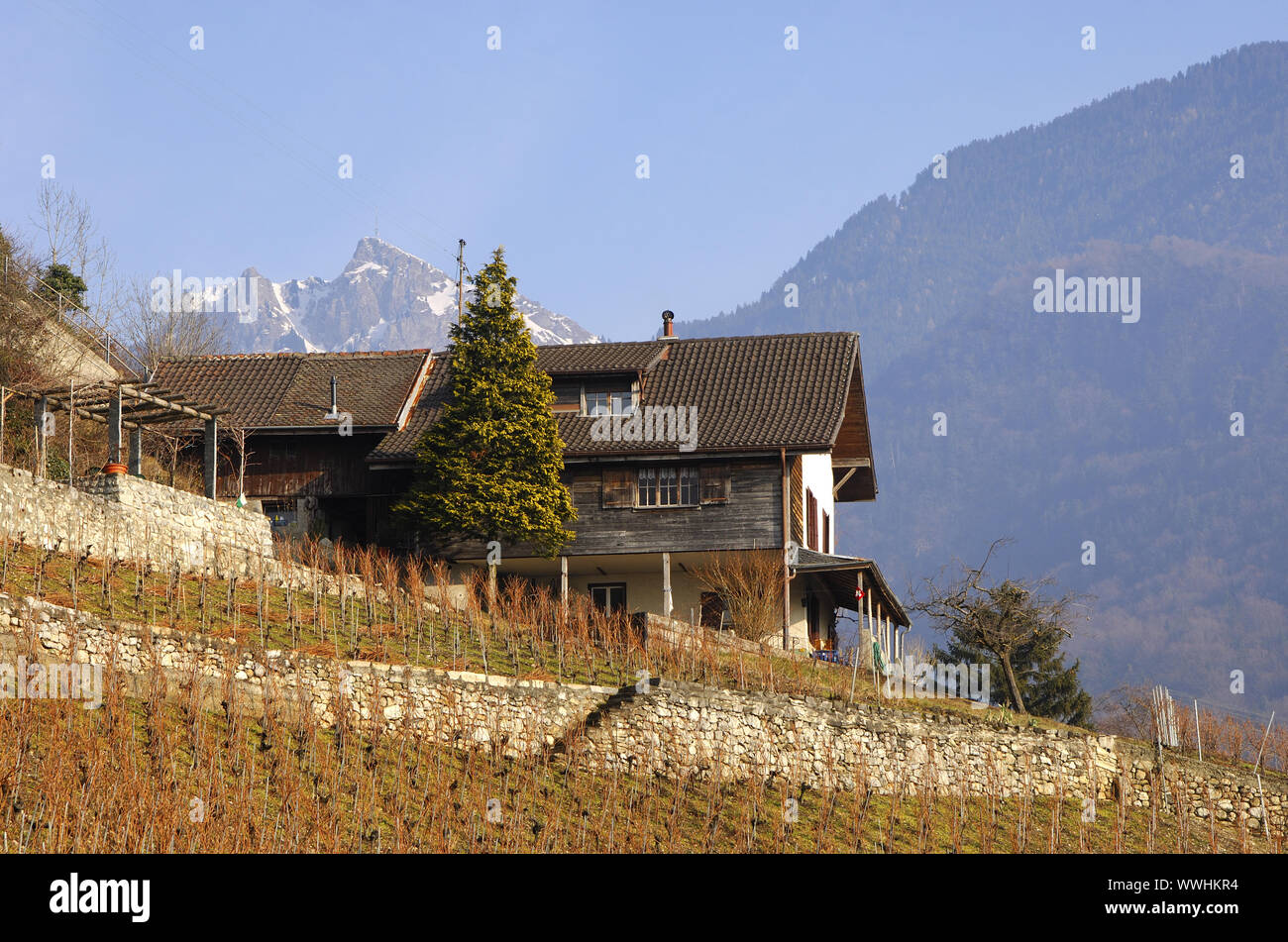 Vaud vineyard in late autumn, Switzerland Stock Photo