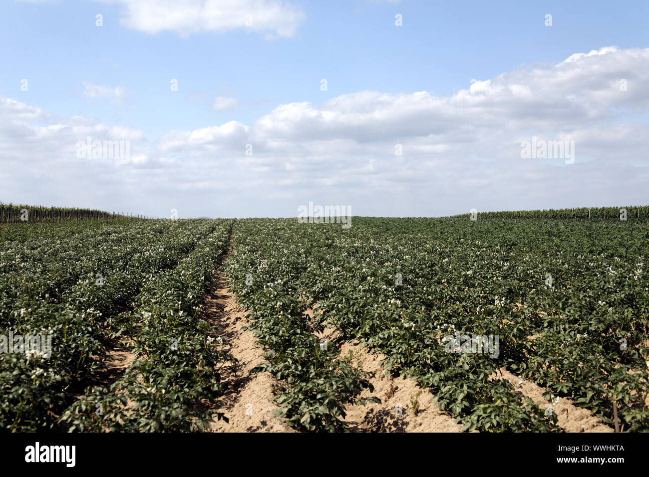 cultivation of potatoes Stock Photo