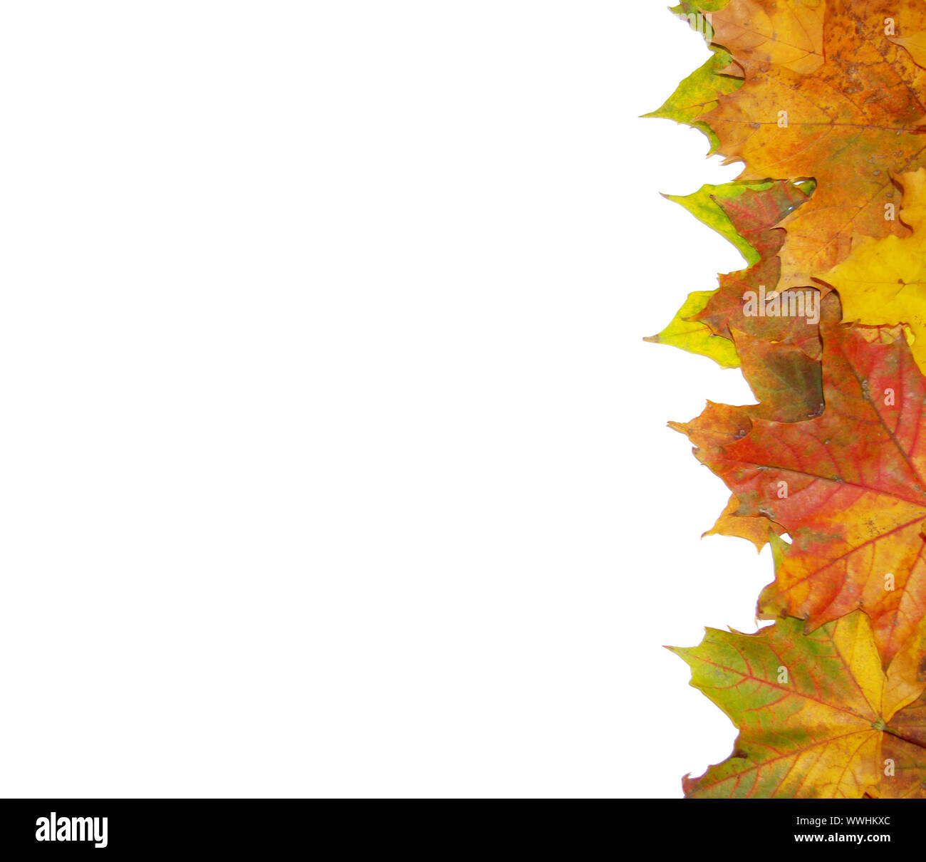 Frame with colored autumn maple leaves - white background Stock Photo ...