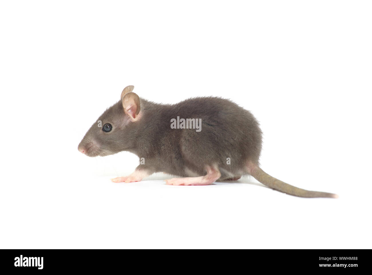 rat isolated on white background Stock Photo - Alamy