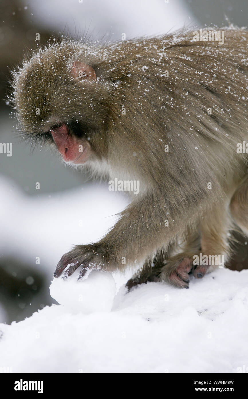 snow monkey, red-faced macaque, japan macaque, macaca fuscata, japanese macaque, snow monkey , germany, germany Stock Photo