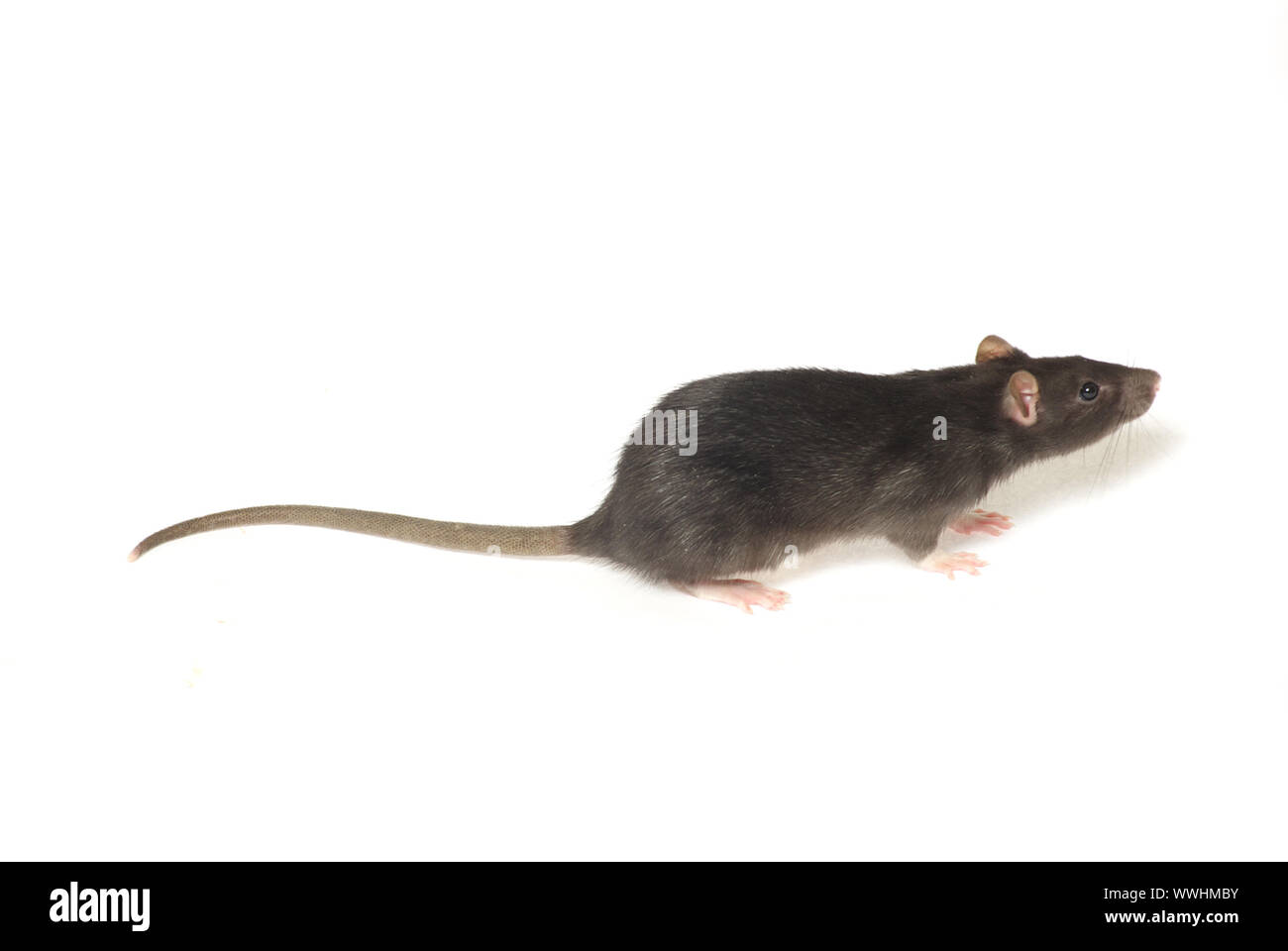rat isolated on white background Stock Photo - Alamy