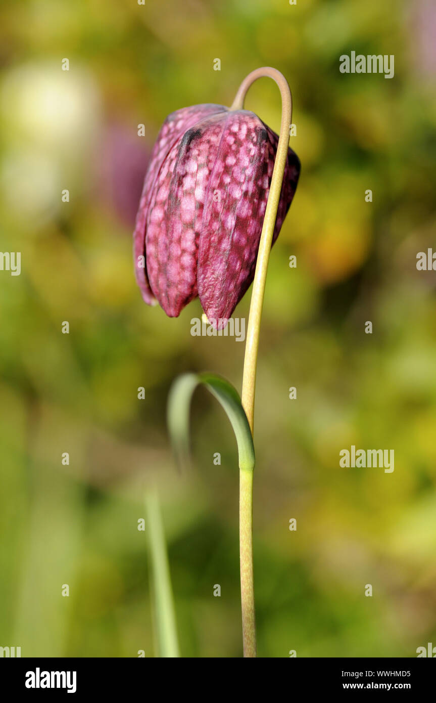 checkerboard flower Stock Photo