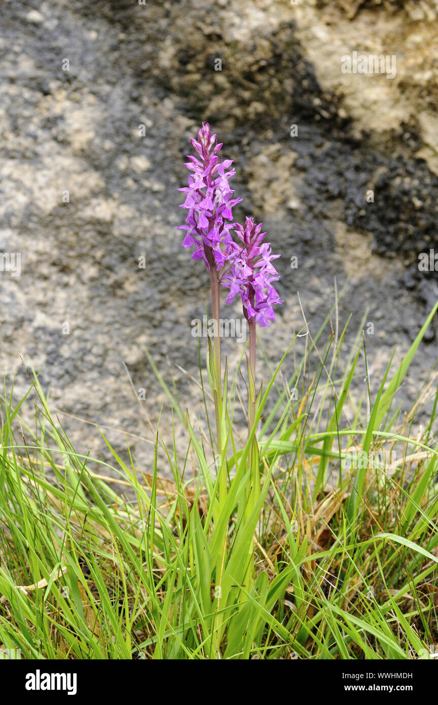 High orchid, Dactylorhiza elata Stock Photo