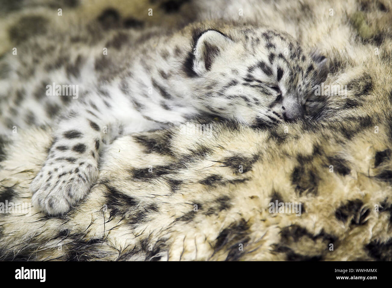 Schneeleopard, Irbis, Jungtier schlafend, cub, sleeping, Unica unica, Panthera unica, Snow Leopard Stock Photo