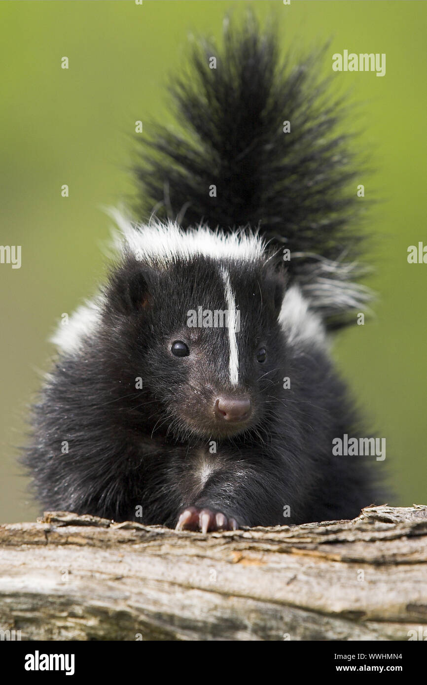Skunk, Skunk, Mephitis mephitis, Striped Skunks, Minnesota, USA, cub, young animal, skunk Stock Photo