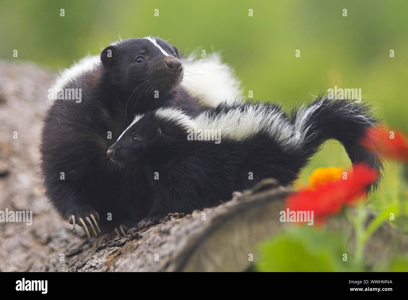 Skunk, Skunk, Mephitis mephitis, Striped Skunks, Skunk, Jungtier Stock Photo