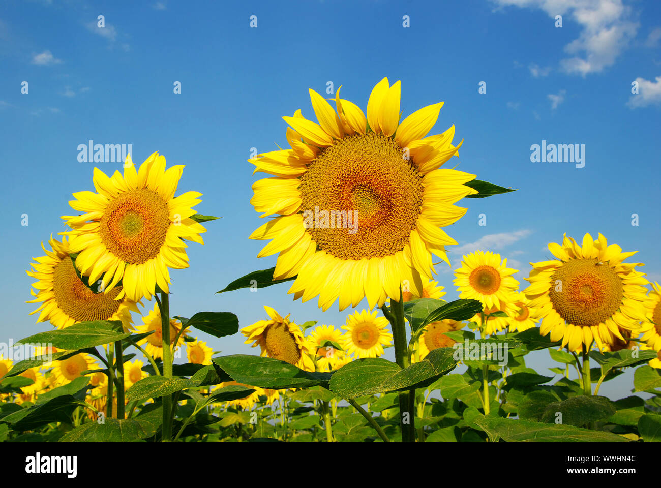 sunflower field over cloudy blue sky Stock Photo - Alamy